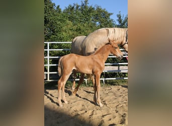 PRE, Étalon, Poulain (06/2026), 164 cm, Palomino