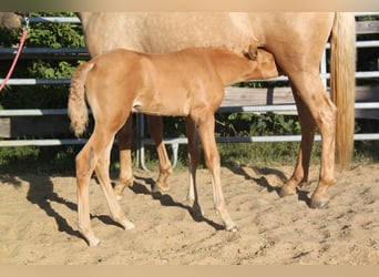 PRE, Étalon, Poulain (06/2026), 164 cm, Palomino