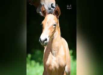 PRE, Étalon, Poulain (05/2026), 165 cm, Bai cerise