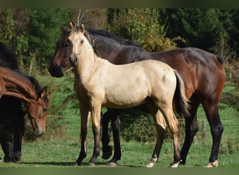 PRE, Étalon, Poulain (03/2026), 165 cm, Buckskin