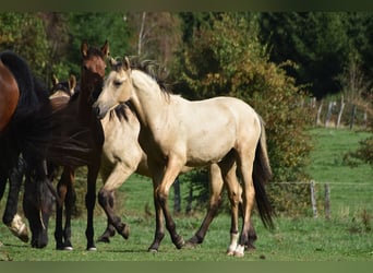 PRE, Étalon, Poulain (03/2026), 165 cm, Buckskin