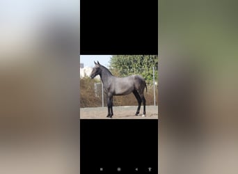 PRE, Étalon, Poulain (10/2025), 165 cm, Gris