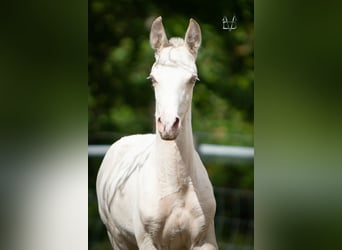 PRE, Étalon, , 165 cm, Isabelle