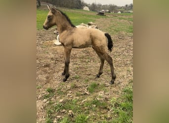 PRE Croisé, Étalon, Poulain (02/2026), 165 cm, Isabelle