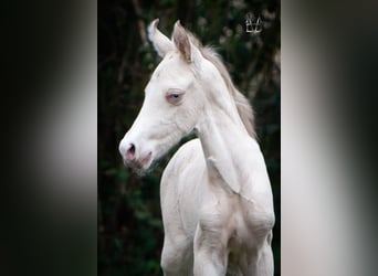 PRE, Étalon, , 165 cm, Isabelle