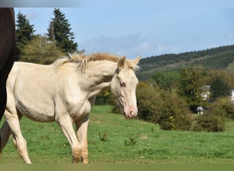 PRE, Étalon, Poulain (04/2026), 165 cm, Perle