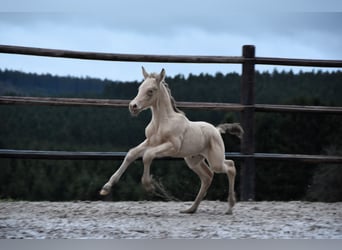 PRE, Étalon, Poulain (02/2024), 165 cm, Perle