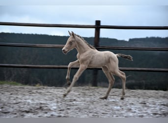 PRE, Étalon, Poulain (02/2024), 165 cm, Perle