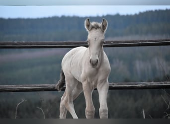 PRE, Étalon, Poulain (02/2024), 165 cm, Perle