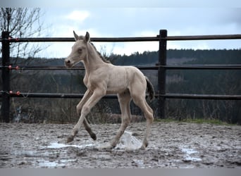 PRE, Étalon, Poulain (02/2024), 165 cm, Perle