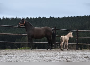 PRE, Étalon, Poulain (02/2024), 165 cm, Perle