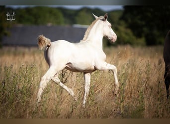 PRE, Étalon, Poulain (01/2026), 165 cm, Perlino