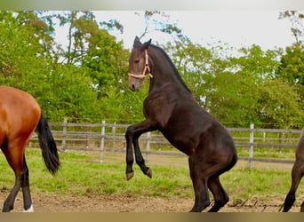 PRE, Étalon, Poulain (03/2025), 166 cm, Gris noir