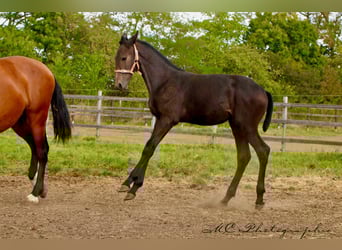 PRE, Étalon, Poulain (03/2025), 166 cm, Gris noir