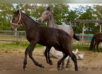 PRE, Étalon, Poulain (03/2025), 166 cm, Gris noir