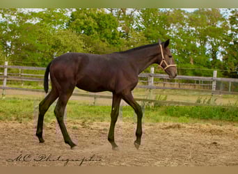 PRE, Étalon, Poulain (03/2025), 166 cm, Gris noir