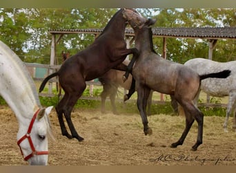 PRE, Étalon, Poulain (03/2025), 166 cm, Gris noir