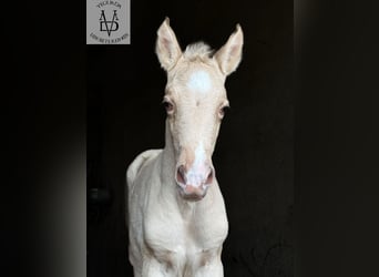 PRE Croisé, Étalon, , 168 cm, Isabelle