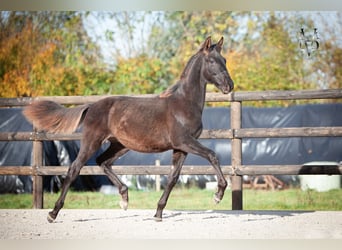 PRE, Étalon, Poulain (03/2025), 168 cm, Noir