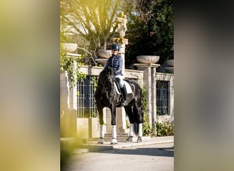 PRE, Étalon, , 168 cm, Noir