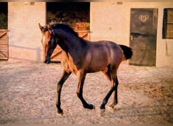 PRE, Étalon, Poulain (03/2025), 170 cm, Aubère