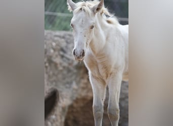 PRE, Étalon, Poulain (08/2023), 173 cm, Perlino