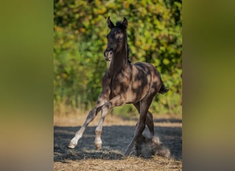 PRE, Étalon, Poulain (06/2026), Bai brun