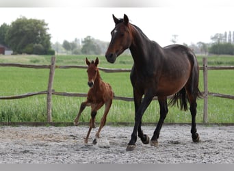 PRE, Étalon, Poulain (05/2025), Bai