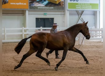 PRE, Étalon, Poulain (05/2025), Bai