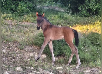 PRE, Étalon, Poulain (04/2026), Bai