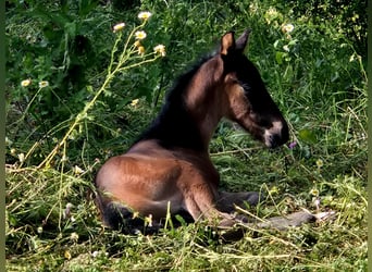 PRE, Étalon, Poulain (04/2026), Bai