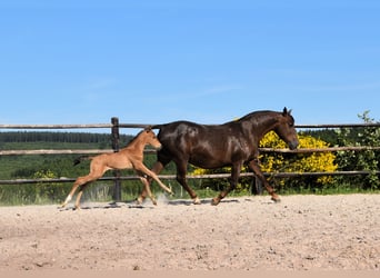 PRE, Étalon, Poulain (05/2025), Buckskin