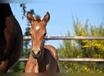 PRE, Étalon, Poulain (05/2025), Buckskin