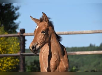 PRE, Étalon, Poulain (05/2025), Buckskin