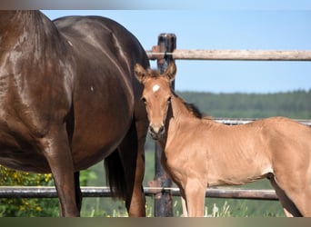 PRE, Étalon, Poulain (05/2025), Buckskin