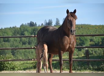 PRE, Étalon, Poulain (05/2025), Buckskin