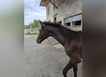 PRE, Étalon, Poulain (02/2026)