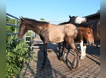 PRE, Étalon, Poulain (02/2026)