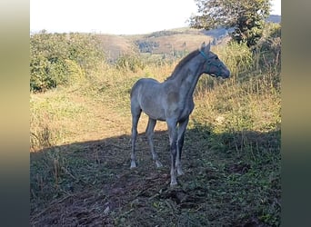 PRE, Étalon, Poulain (03/2024), Gris