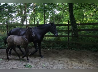 PRE, Étalon, , Noir