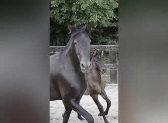 PRE, Étalon, , Noir