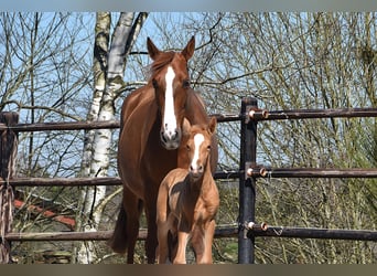 PRE, Étalon, , Palomino