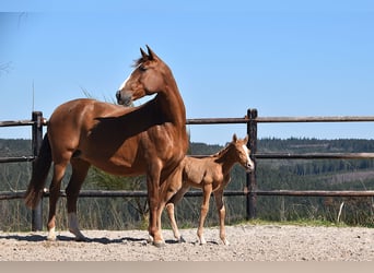 PRE, Étalon, , Palomino
