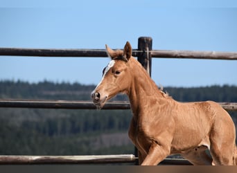 PRE, Étalon, , Palomino
