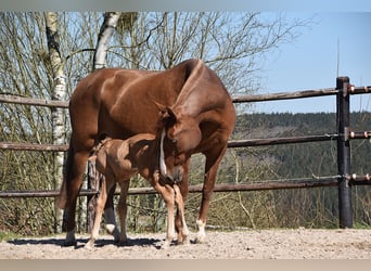 PRE, Étalon, , Palomino