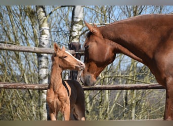 PRE, Étalon, , Palomino