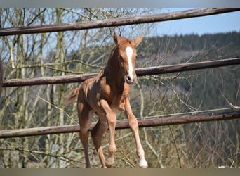 PRE, Étalon, , Palomino