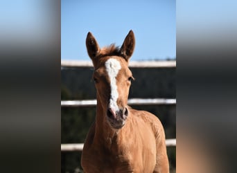 PRE, Étalon, , Palomino