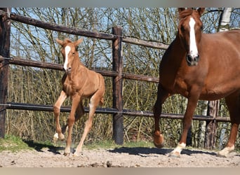 PRE, Étalon, , Palomino