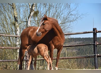 PRE, Étalon, , Palomino